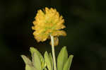 Golden clover